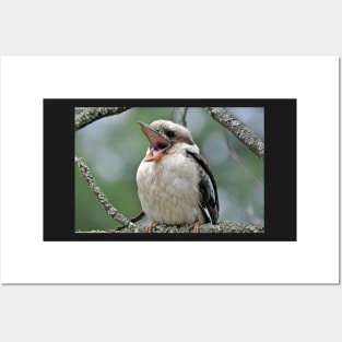 Laughing Kookaburra Posters and Art